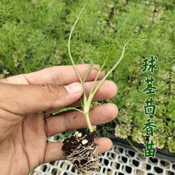 苗孑小茴香菜阳台带根四季菜种盆栽籽种蔬菜菜籽回香球茎茴香苗30棵