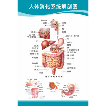 图大脑血液循环医学挂图人体消化解剖图24寸40x60厘米pp胶背面带胶