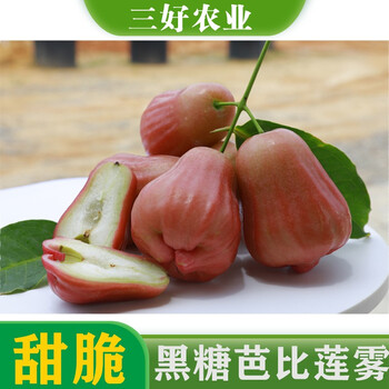 黄忠文莲雾苗新品种黑糖芭比莲雾苗台湾黑金刚莲雾苗嫁接大叶红莲雾