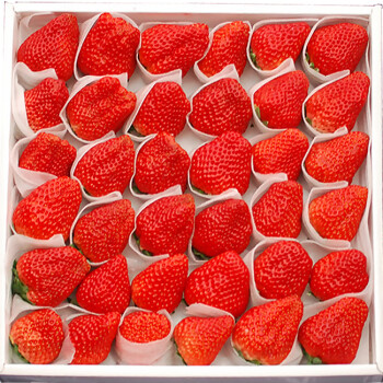 草莓新鲜现货红颜99牛奶草莓3斤5斤整箱丹东当季红颜大奶油草莓水果