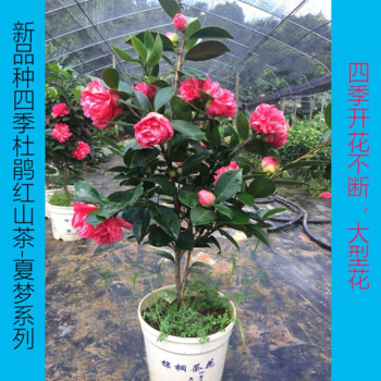 沭之美四季茶花盆栽新品种重瓣型山茶花夏梦系列开花不断四季瑰丽迎夏