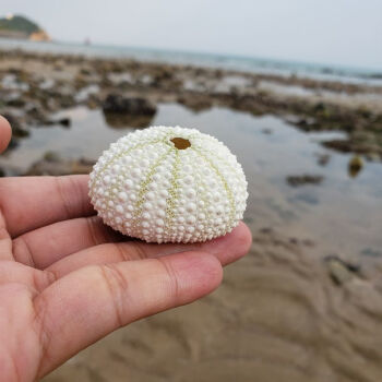 精选海螺贝壳超大海胆壳精品家居摆件造景装饰品北极象淡绿小海胆淡绿