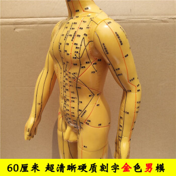 6060cm加大超清晰人体针灸穴位模型人模小人十二经络刻字中医用手转