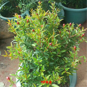 金石榴农资专营店 潮汕红花 仙草 抹草 春草吉祥草阳台盆栽喜庆吉祥