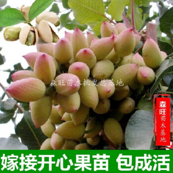 正宗嫁接开心果树苗又名阿月浑子南方种植当年结果开心果盆栽2022新款