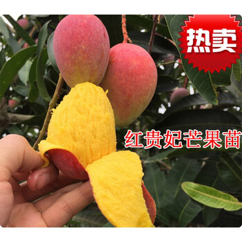 红贵妃芒果树苗 红金龙芒果苗 海南嫁接芒果苗 四年苗红贵妃芒果 50cm