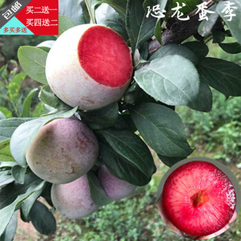 李子苗南北方种植脆红李苗地栽盆栽当年结果 恐龙蛋李 4年苗推荐购买