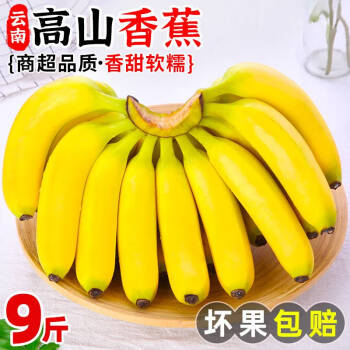  NESSA云南大香蕉薄皮香蕉自然熟当季新鲜水果高山香蕉高山甜蕉带箱 5斤