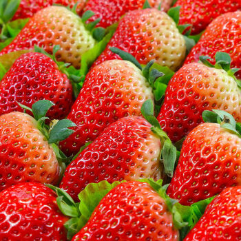 丹东草莓鲜果牛奶甜草莓新鲜当季水果红颜奶油2盒精选装250克