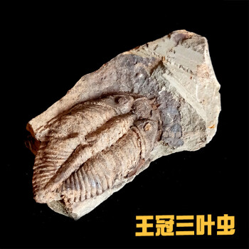 王冠三叶虫鱼树古生物化石原石天然考古标本客厅桌面创意摆件饰品wgc