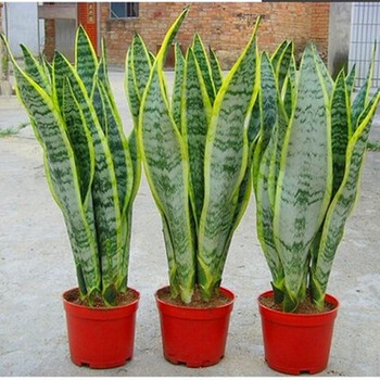 一盆3棵 带盆带土 盆栽高矮 金边虎皮兰 大虎尾兰苗 佛前香棒叶虎皮兰