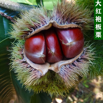 稳匠溢睬板栗苗 板栗树苗 栗子苗果树苗嫁接大红袍水果苗栗子苗当年