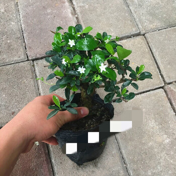 拓赛雀梅盆景植物盆栽小叶榆树福建茶六月雪提根造型开花结果树桩z1