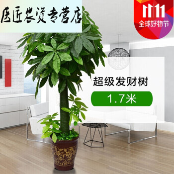 纳丽雅(naliya)纳丽雅(naliya 假树假花盆栽五福仿真发财植物盆景