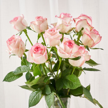 京东鲜花  单头玫瑰 粉色系品种随机10枝