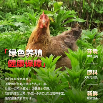 溪凤(爱飞的鸡)家庭装360天母鸡+210天大公鸡