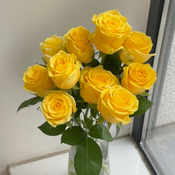 京东鲜花【黄玫瑰的故事】云南单头玫瑰 黄色系 10枝