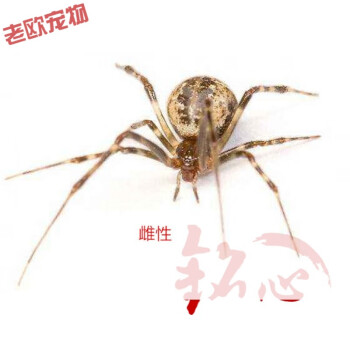 温室拟肥腹蛛parasteatoda tepidariorum 宠物球腹蛛捕抓蚊子苍蝇