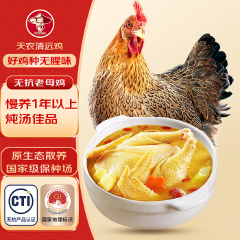天农 原种清远鸡老母鸡 900g 无抗土鸡走地鸡整鸡肉 冷冻 散养1年以上