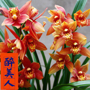兰花苗大花蕙兰墨兰花卉盆栽绿植室内植物四季兰建兰盆景 醉美人 :6棵
