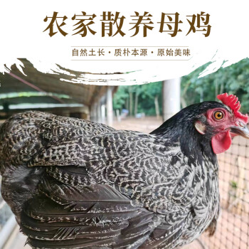 政农家散养母鸡 1年 重1.4~1.6斤 生鲜鸡肉食材 源头直发ZPFQ/KY