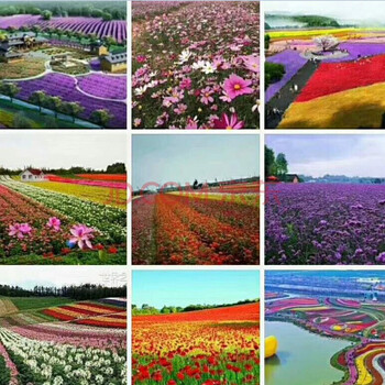唯友(weiyou)花种子多年生野花组合种子草花种子组合套装庭院阳台盆栽