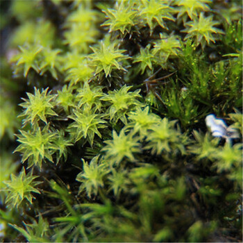 白发藓微景观生态瓶diy绿植水陆缸假山盆栽盆景青苔 圆叶星星藓15x8cm