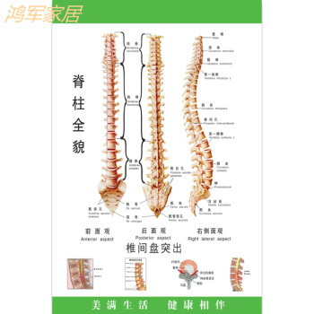 【京东直营】医学骨骼图肌肉挂图脊柱血管分布图人体肌肉神经系统人体