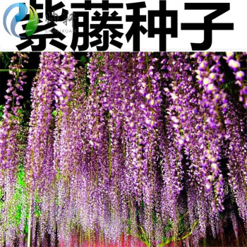 新采紫藤花种子 紫藤豆藤花子紫金藤子 长穗紫藤花长