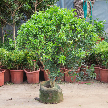 阳台开花植物 花驱蚊子 四季常青花卉室内客厅绿植盆栽苗 米兰8年苗