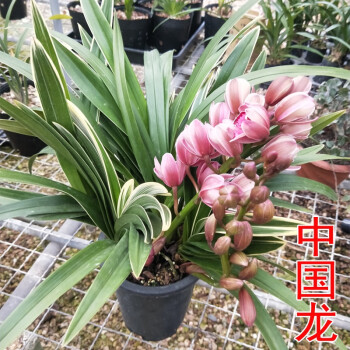 花明柳媚兰花苗 精品兰花墨兰线艺中国龙 春节期间开花好养绿植花卉