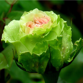 经典绿色大花月季苗绿星阳台花园观花花卉植物四季开玫瑰绿植盆栽 2年