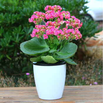 仙客来盆栽绿植兔耳朵花室内盆栽花卉水培植物长寿花橙色带盆栽好