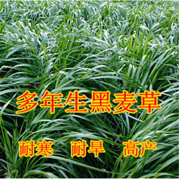 种子 猪草牛羊驴鸡鸭鹅兔牧草 四季青多年生 牧草鱼草t2 北方一年生