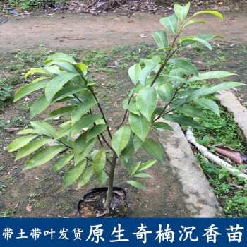 奇楠沉香树苗苗木越南种子奇楠实生苗小苗原土带叶发奇楠沉香125cm140