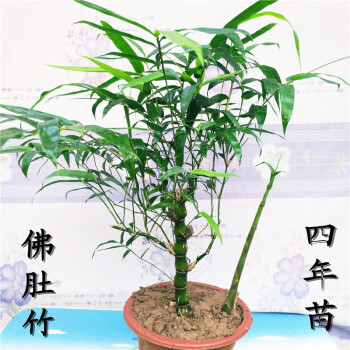 盆景竹苗室内常青客厅盆栽绿植罗汉竹庭院假山吸水石竹子d7佛肚竹4年