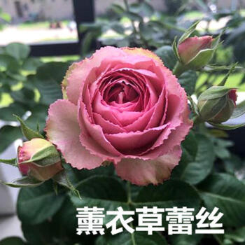 薰衣草蕾丝 多头月季花苗玫瑰灌木阳台盆栽四季开花藤