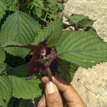 寿禾 食用紫妃紫苏种子大叶全紫苗苏子菜苗叶味香浓四季春季冬季蔬菜