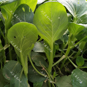 油菜籽鸡毛菜菜籽种秋季菜种子小油菜种孑蔬菜籽四季青菜小白菜籽100