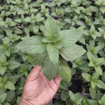 寿禾薄荷苗盆栽带土可食用秧苗四季观赏绿植香草苗薄荷叶薰衣草薄荷苗