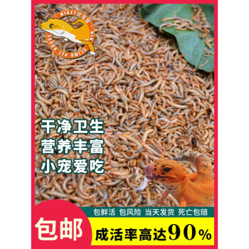 安小离面包虫活体饲料黄粉虫鸟鱼龟蜥蜴变色龙鬃狮蝎子守宫食物幼体