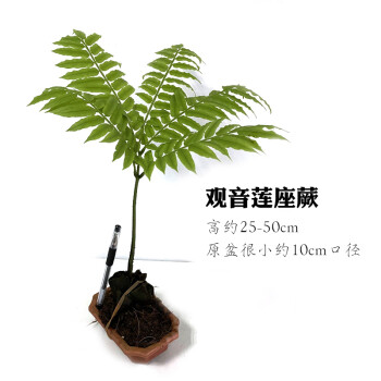 观音莲座蕨带叶总高约30-50cm 不含盆