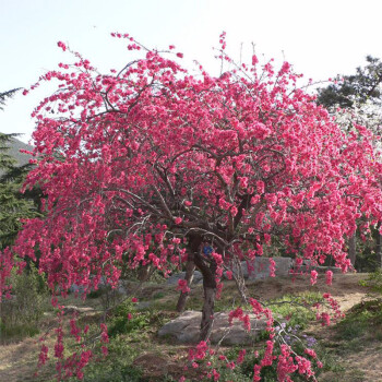 红叶碧桃树庭院观赏桃花紫叶碧桃苗别墅风景树紫叶桃树工程绿化苗2