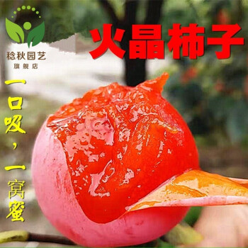 柿子树苗果树苗嫁接甜柿子苗南方北方地栽种植当年结果火晶柿子树4年