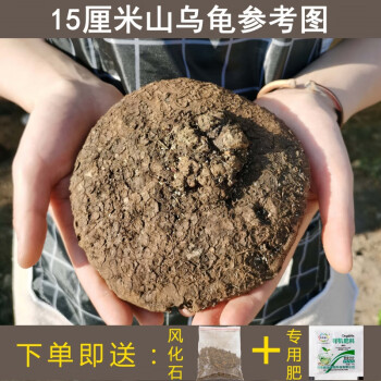 云南特色多肉山乌龟红藤山乌龟植物绿藤血藤爬藤绿植室内耐阴定制 科