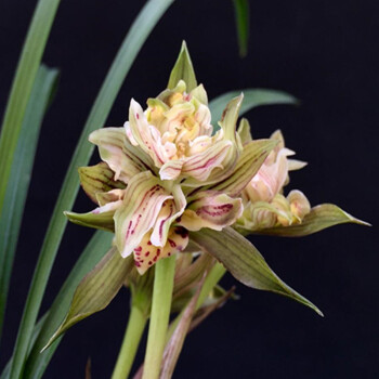 植物室内四季春兰浓香无花苞好养客厅宋梅名贵兰花苗 春兰天彭芙蓉3苗