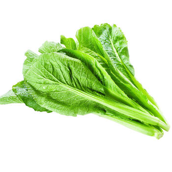 颜集卉蔬菜种子大叶春菜种子老品种春芥菜种子菜籽蔬菜种子四季春菜