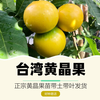 黄晶果树苗正宗台湾黄金果苗加蜜蛋黄果爱蜜果亚美果新奇水果盆栽花园