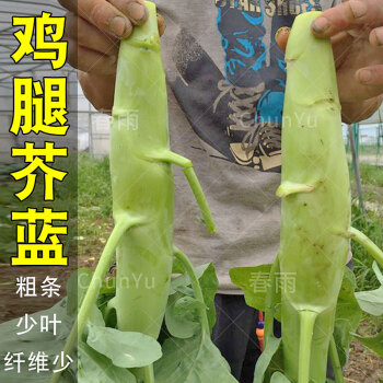 芥兰菜种籽鸡腿芥蓝菜籽广东介兰蓝苗四季夏季农家蔬菜种子种籽孑甜脆