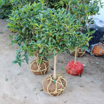 桂花树苗桂花苗 四季桂树苗盆栽 海棠梅花玫瑰花苗茶花 四季桂 16年苗